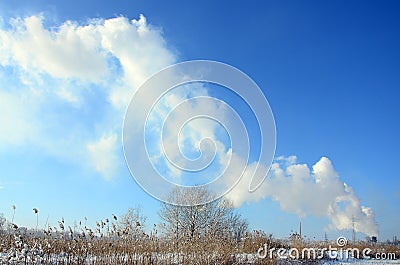 The industrial plant is located behind the swampy terrain, covered with snow. Large field of yellow bulrushes Stock Photo