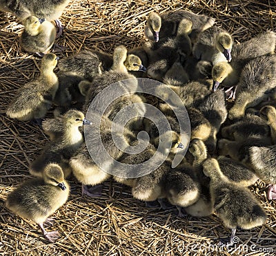 Industrial poultry agriculture, ducklings in farm Stock Photo