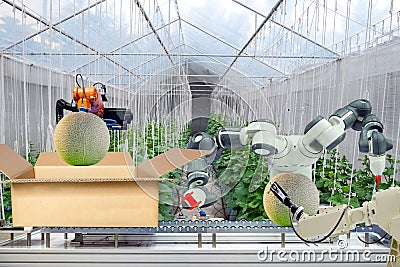 Industrial robot that were apply for agricultural to work scanning and packing the melon put on cardboard box via conveyor belt Stock Photo