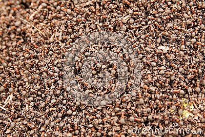 Industrious ant hill Stock Photo