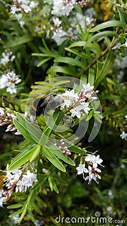 Industrious bee on a flower Stock Photo