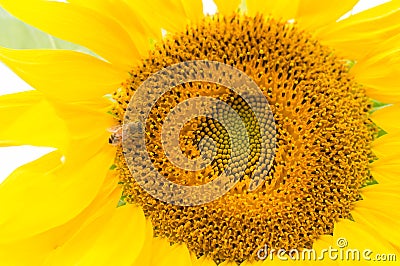 An industrious bee is gathering honey on a sunflower Stock Photo