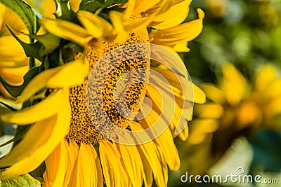 Industrious bee pollinating sunflower Stock Photo