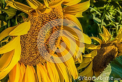 Industrious bee pollinating sunflower Stock Photo