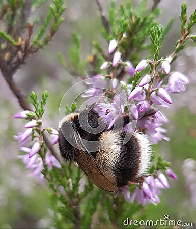 bumblebee on heather flowers Stock Photo