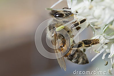 Industrious Honeybee on Leek Flower Stock Photo