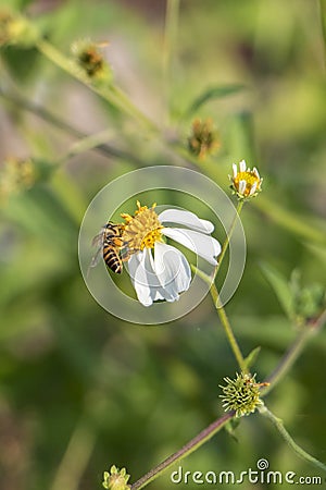 The industrious little bees Stock Photo