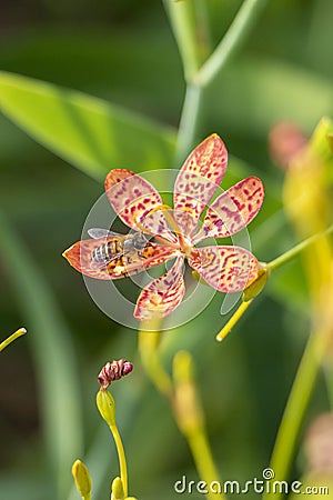 The industrious little bees Stock Photo