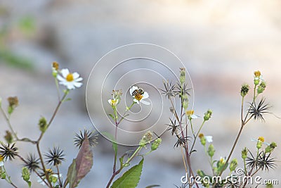 The industrious little bees Stock Photo