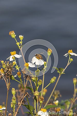 The industrious little bees Stock Photo