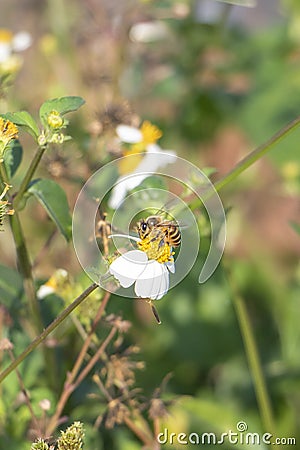 The industrious little bees Stock Photo