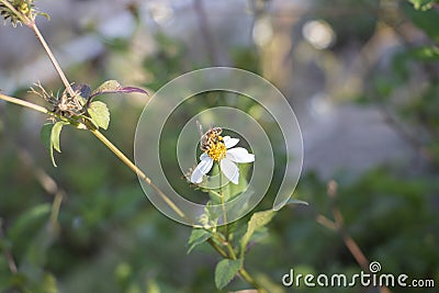 The industrious little bees Stock Photo