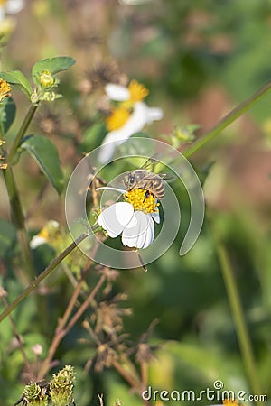The industrious little bees Stock Photo