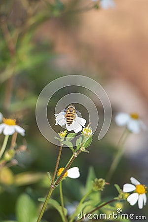 The industrious little bees Stock Photo