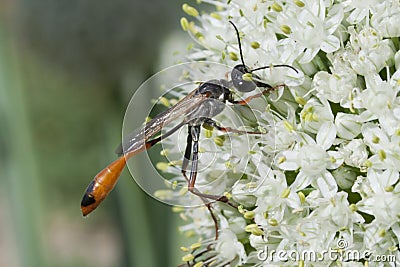 Industrious Wasp on Leek Flower Stock Photo