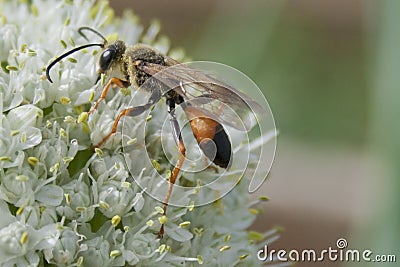 Industrious Wasp on Leek Flower Stock Photo