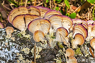 Inedible mushroom or colored Polypore Coriolus versicolor lat. Stock Photo