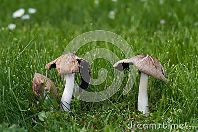 Inedible mushroom Coprinellus domesticus in garden. Stock Photo