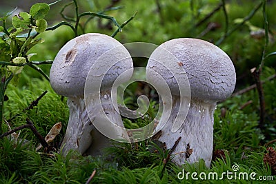 Inedible mushroom Cortinarius traganus in the spruce forest. Stock Photo