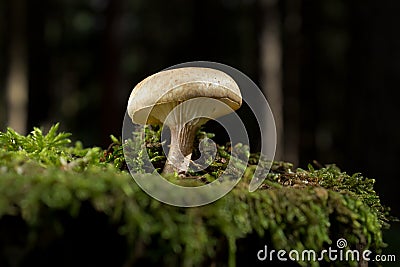 Inedible Mushroom Fleecy Fibrecap (Inocybe flocculosa) Stock Photo
