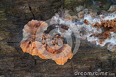 Inedible mushroom Phlebia radiata on the wood. Stock Photo