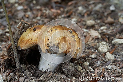 Inedible mushroom Russula foetens in the beech forest. Known as stinking russula. Stock Photo