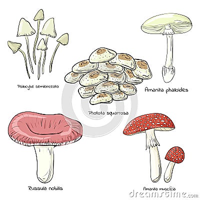 Inedible mushrooms. Colored, clip art, line art. Set of vector illustrations Vector Illustration