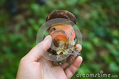 Inedible satanic mushroom in hand Stock Photo