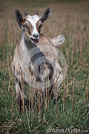 Inexperienced young brown goatling in the meadow Stock Photo