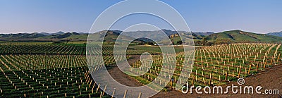 Ineyards in the Santa Ynez Valley Stock Photo