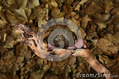 Infant Fantasy Portrait: Snail Baby Stock Photo