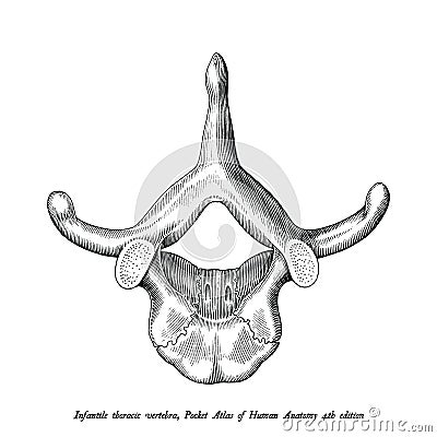 Infantile thoracic vertebra superior view anatomy hand draw vintage clip art isolated on white background Vector Illustration