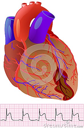 Infarct: colorful human heart and cardiogram on the white Cartoon Illustration