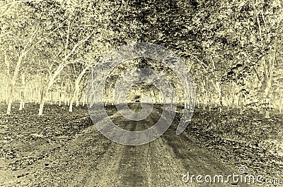 Infared forest Stock Photo