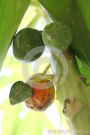 An infected fruit of Papaya by papaya mealybug - Carica papaya Stock Photo