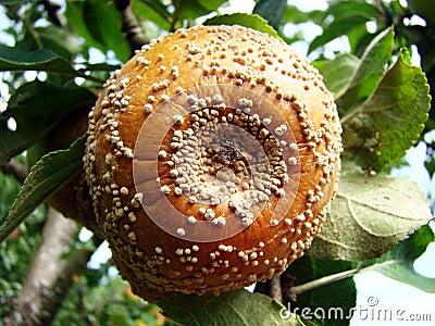 Infected fruits of apples with Monilinia laxa Stock Photo