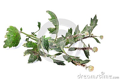 Infected plant Stock Photo
