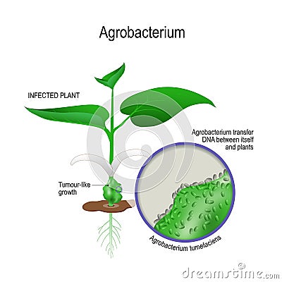 Infected plant and close-up of Agrobacterium tumefaciens. agrobacterium transfer dna between itself and plants Vector Illustration