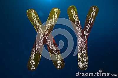 Infection of XY-Chromosomes DNA, virus or infection penetrates the body. Male chromosomes. Chromosomes with DNA carrying Cartoon Illustration