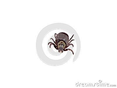 Infectious Dermacentor Dog Tick Arachnoid Parasite Insect Macro isolated on white background. Stock Photo