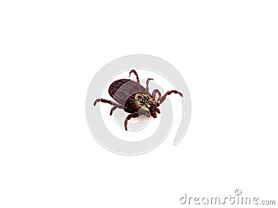 Infectious Dermacentor Dog Tick Arachnoid Parasite Insect Macro isolated on white background. Stock Photo