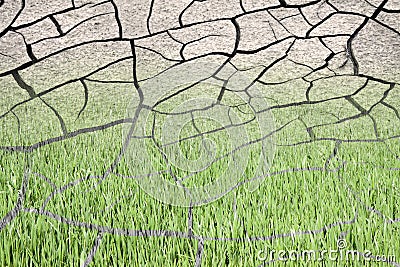 Infertile land burned by the sun: desertification concept Stock Photo