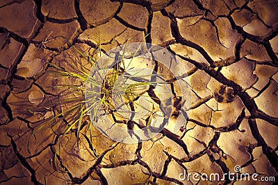 Infertile land burned by the sun: famine and poverty concept Stock Photo