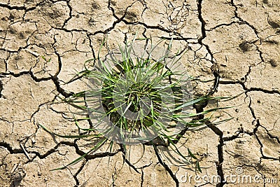 Infertile land burned by the sun: famine and poverty concept Stock Photo