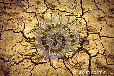 Infertile land burned by the sun: famine and poverty concept Stock Photo