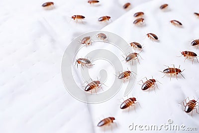 Infestation Of Bloodsucking Bed Bugs Unveiled On White Sheet Stock Photo