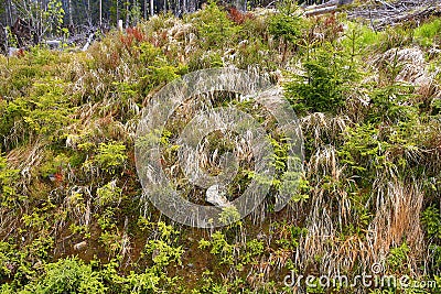 Infested trees, the forested, hilly landscape near Lake Laka, Å umava, Czech Republic Stock Photo