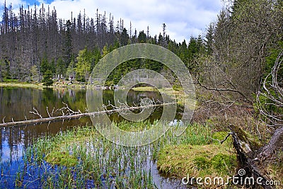 Infested trees, hilly landscape, Lake Laka, Å umava, Czech Republic Stock Photo