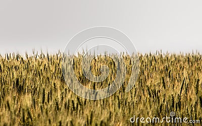 In the infinite fields, the cultivation of wheat Stock Photo