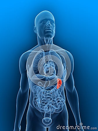 Inflamed spleen Cartoon Illustration